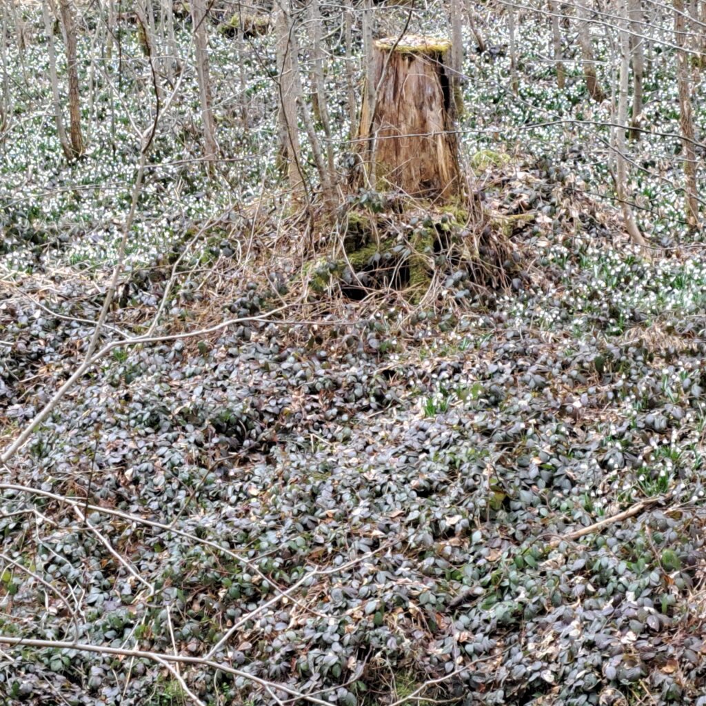 Mittwochswanderung (Saisoneröffnung)